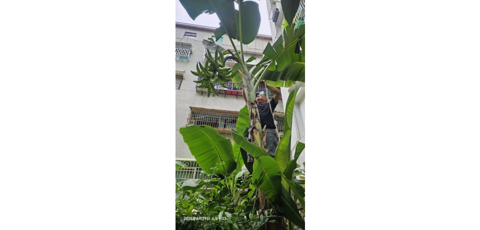 柴山老外歐瑪爾與牛角蕉共譜薩爾瓦多故鄉情