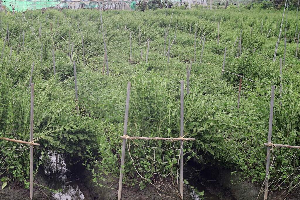 ▲植株若嚴重倒伏,可使用「農產業天然災害現地照相APP」進行災情回報與影像留存,作為災損勘查與補助申請依據。(圖/臺中農改場提供)