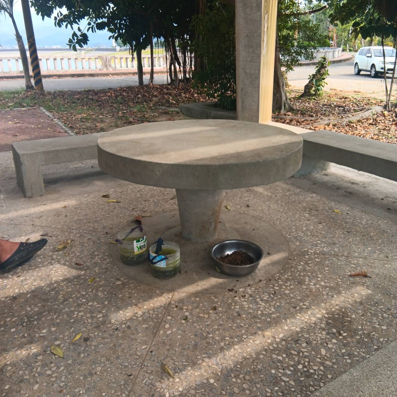 仁義潭、蘭潭浪犬數量恐破千 嘉畜所:源頭管理才是關鍵 226 仁義潭、蘭潭浪犬數量恐破千 嘉畜所:源頭管理才是關鍵 225