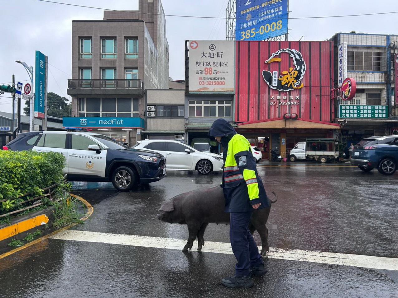 待宰豬脫逃街頭趴趴走 警民合作助順利返籠 - https://www.watchmedia01.com