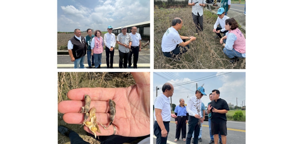 米克拉豪雨重創雲林大豆 農損逾五成 立委劉建國籲中央速啟天然災害救助