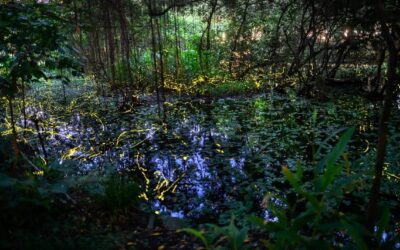 守護夏夜螢光 榮星花園生態環境將再升級 守護夏夜螢光 榮星花園生態環境將再升級
