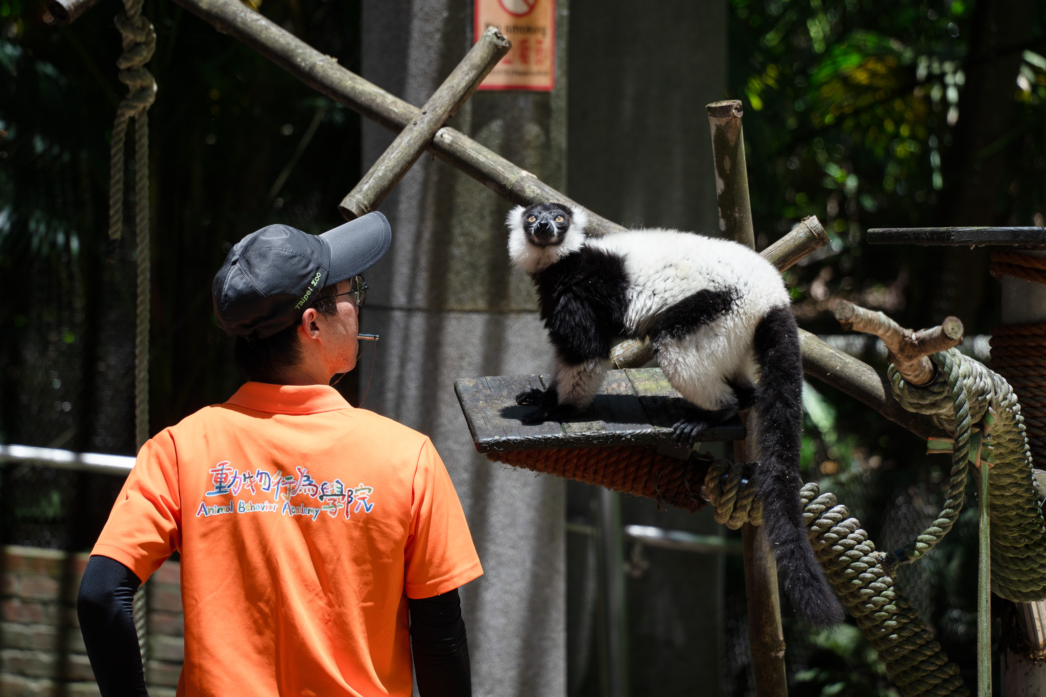 動物園7/4起周六夜間延長開放 奇幻螢光派對、IP大遊行與野保市集等你體驗 S 4513802 0