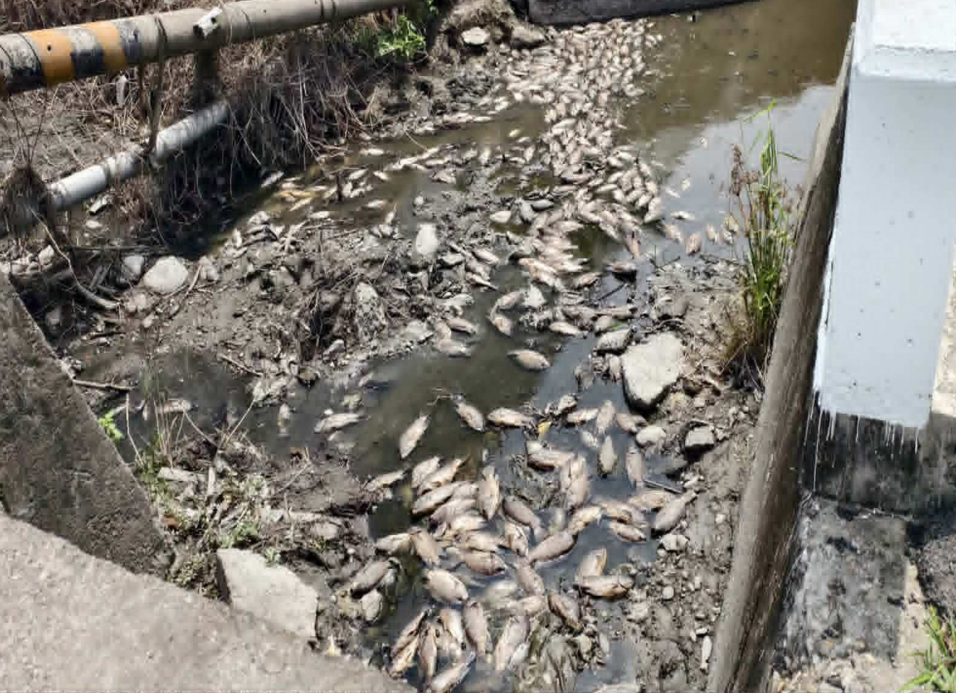 臭到受不了!花壇排水溝驚見大量魚屍 全都翻白 - https://www.watchmedia01.com