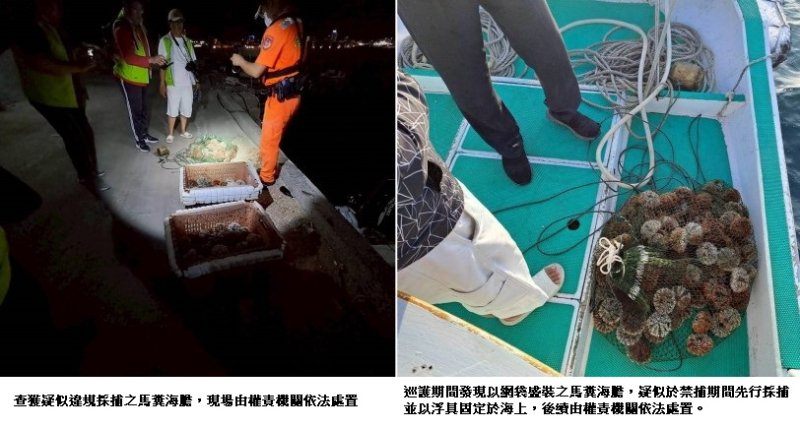 海保署攜手澎湖區漁會 成功查獲違法採捕馬糞海膽