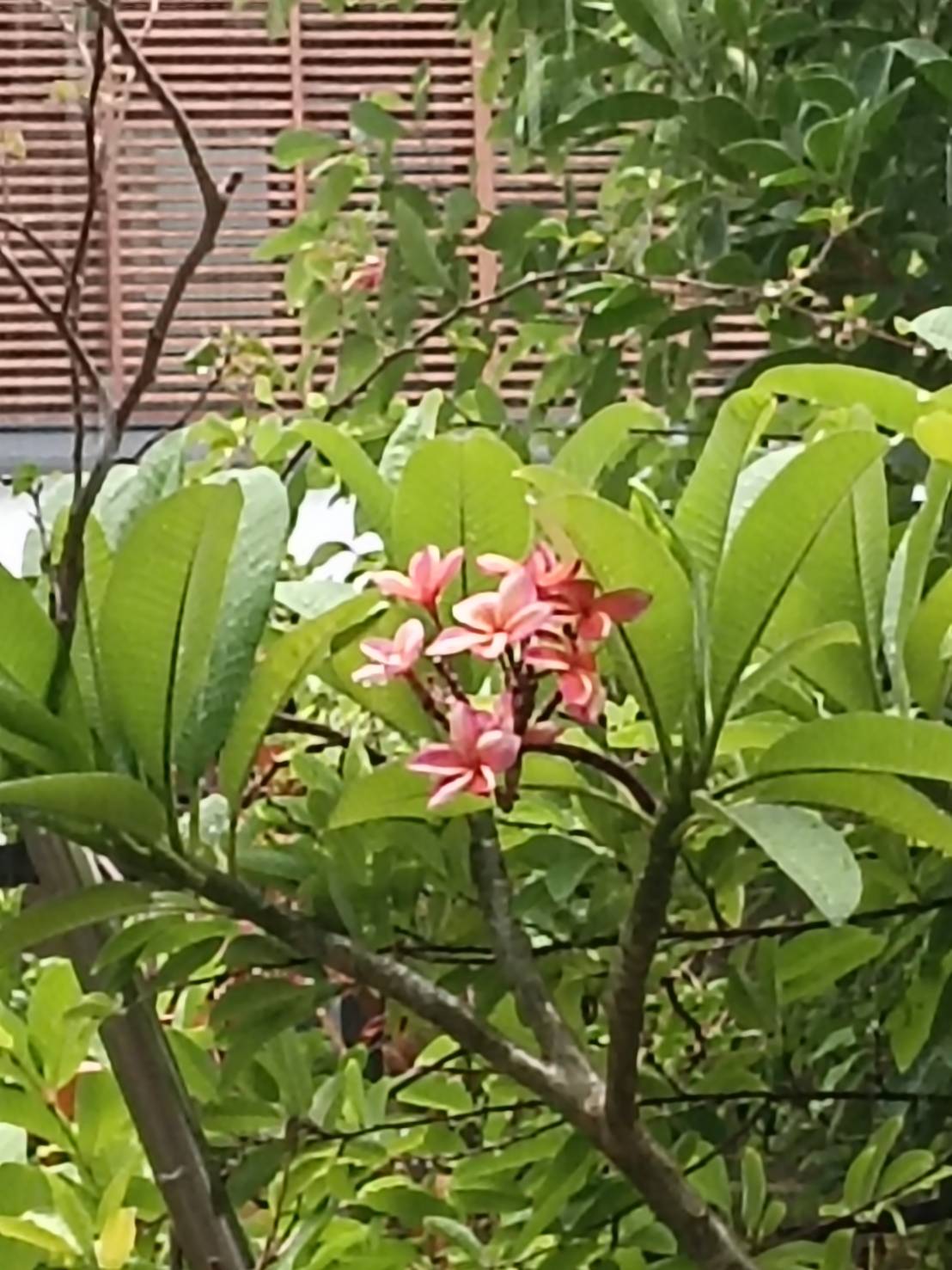 花落鶯啼(孫吳也文創)新歌929