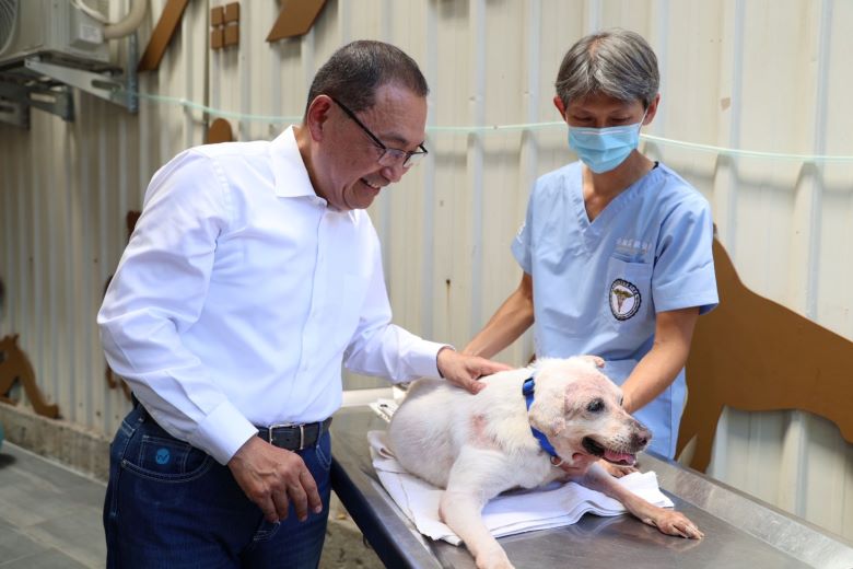 《圖說》獸醫師黃繼霆幫癱瘓犬針灸。〈動保處提供〉