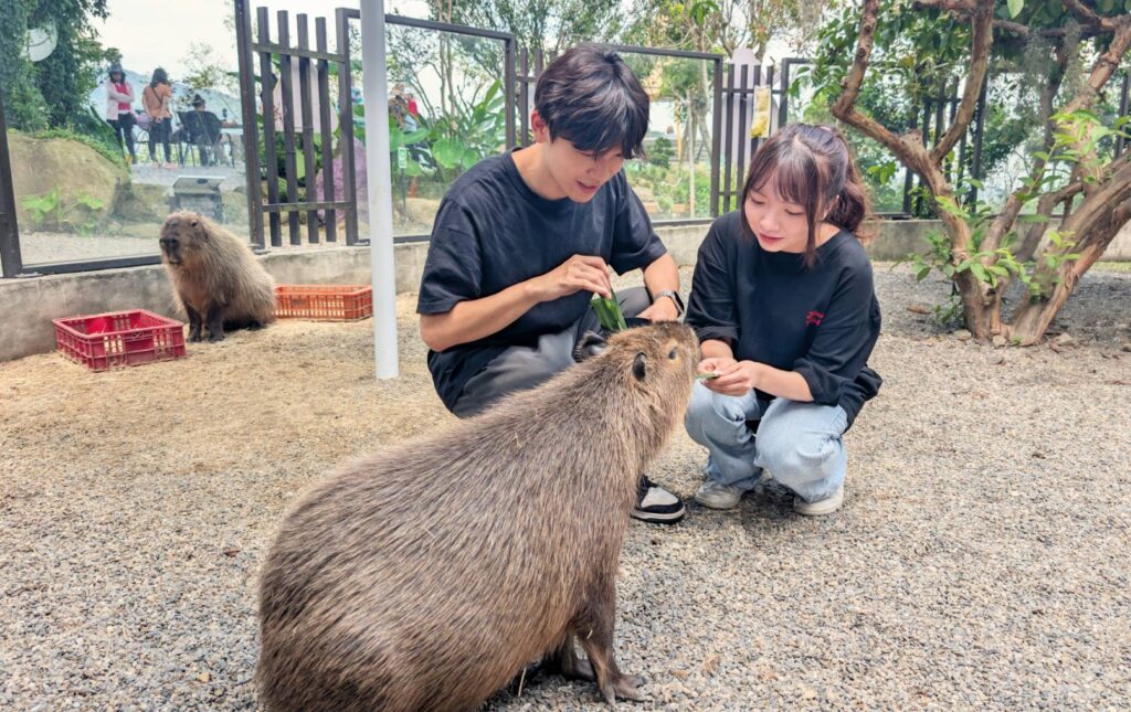 避暑旅遊首選 溪頭鹿谷「鹿芝谷萌寵生態+雞王冷藏肉火鍋」雙享攻略 52 294872