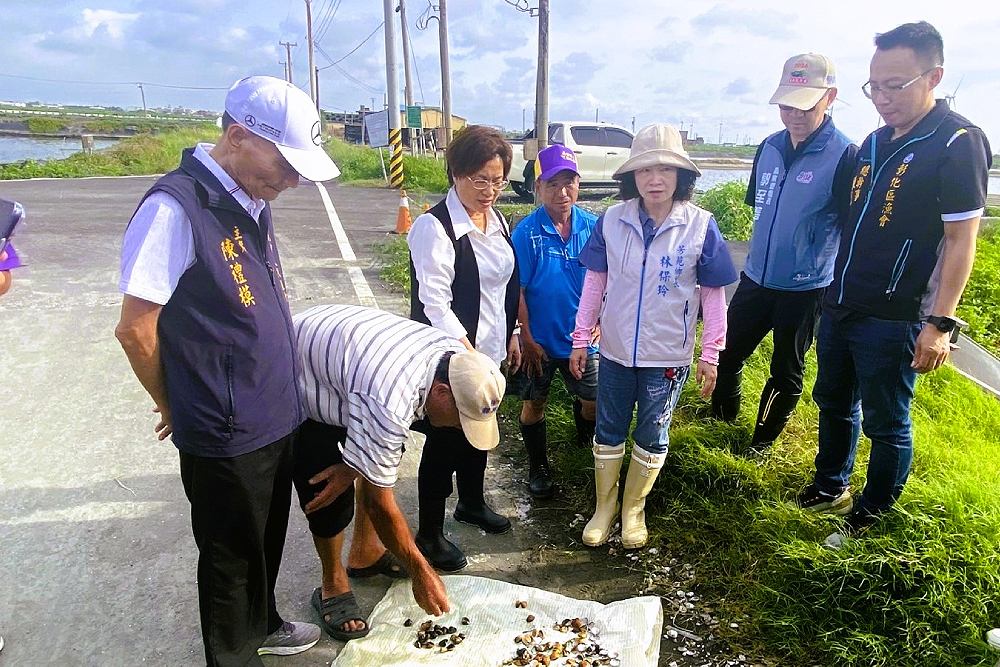 彰化文蛤出現豪雨遲發性災損 今起可申請每公頃24萬補助 256 彰化文蛤出現豪雨遲發性災損 今起可申請每公頃24萬補助 255