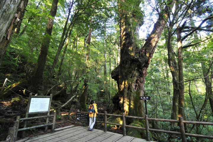 在世界自然遺產「屋久島」上有樹齡達千年的神木。 圖:鹿兒島縣觀光聯盟/提供