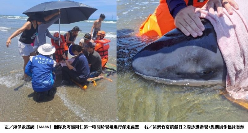 苗栗竹南驚見侏儒抹香鯨擱淺 海保署搶救緊急送往岸置中心治療