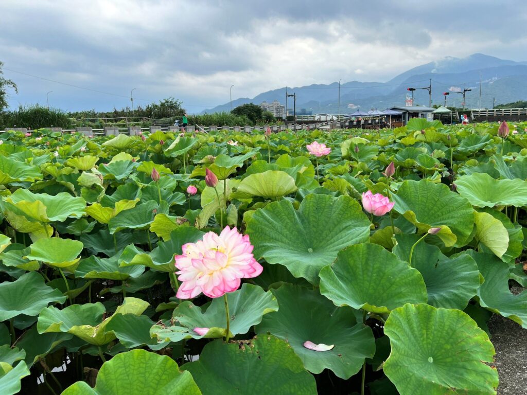 盛夏水水田莊蓮花開! 金山六三社區賞花趣 體驗北海岸夏季慢遊 18 %E9%87%91%E5%B1%B1%E5%85%AD%E4%B8%89%E7%A4%BE%E5%8D%80%E8%93%AE%E8%8A%B1%E7%B6%BB%E6%94%BE
