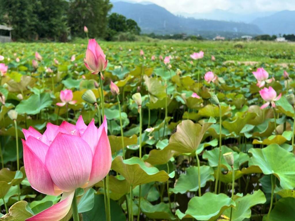 ▲金山六山社區蓮花田。