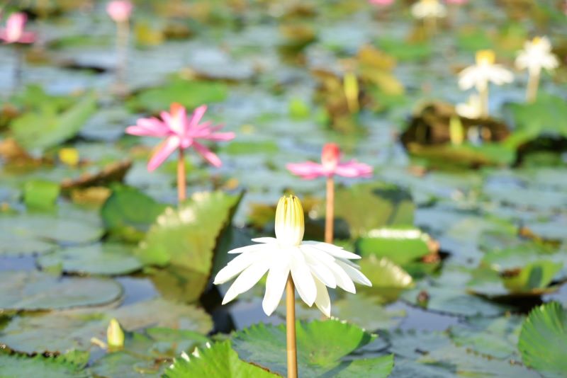 睡蓮、蓮花接力綻放 新北山佳河濱公園夏季雙花登場 39 《圖說》山佳睡蓮池夏季花況良好,展現河濱生態特色。〈高灘處提供〉