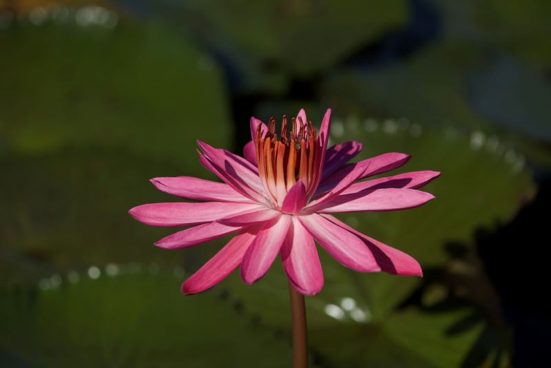 睡蓮、蓮花接力綻放 新北山佳河濱公園夏季雙花登場 40 《圖說》山佳睡蓮池花葉相映,展現河濱綠意風貌。〈高灘處提供〉