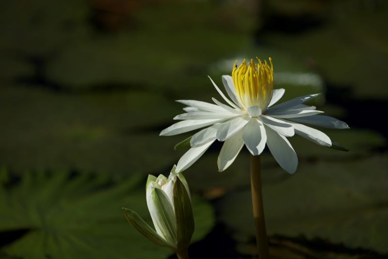 睡蓮、蓮花接力綻放 新北山佳河濱公園夏季雙花登場 41 《圖說》山佳睡蓮池邀您走進自然,感受夏日水岸風情。〈高灘處提供〉
