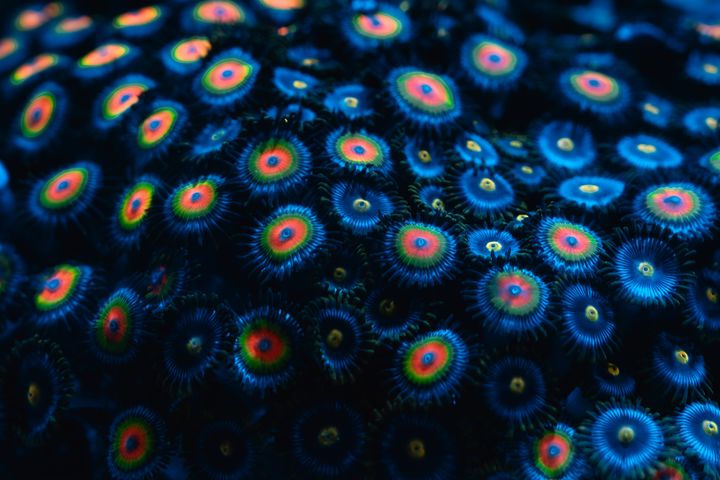 海底也能賞花!「海洋花樣嘉年華」暑期特展、夜宿新玩法登場