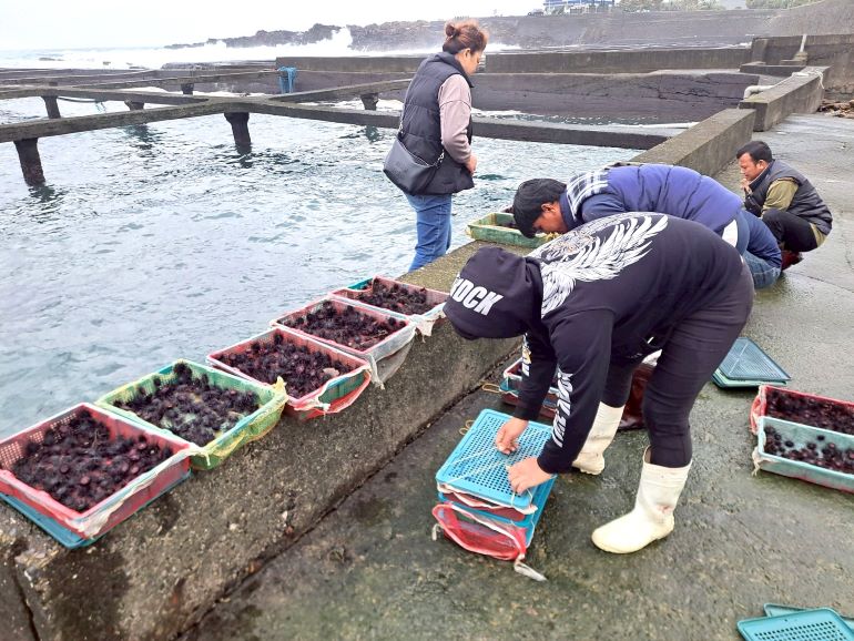 夏季限定海味報到 東北角紫海膽鮮甜上桌 25 《圖說》透過放流人工培育的紫海膽,協助恢復海域生態。〈漁業處提供〉