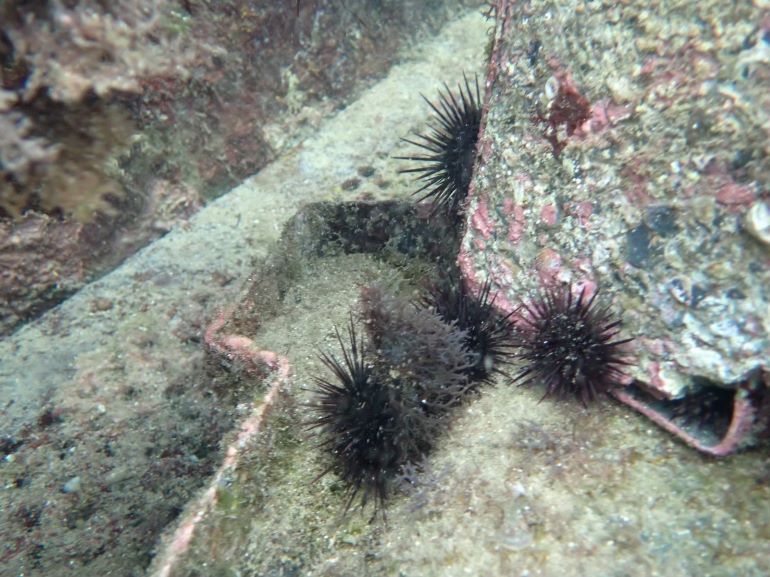 夏季限定海味報到 東北角紫海膽鮮甜上桌 26 《圖說》紫海膽在養殖池中啃食龍鬚菜。〈漁業處提供〉