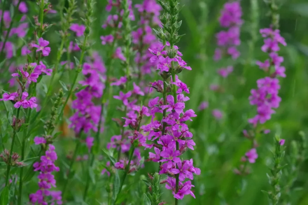 盛開的千屈菜（ミソハギ）。成片的紫色花朵於綠意中映襯出嬌美姿態。圖片提供：國立科學博物館附屬自然教育園