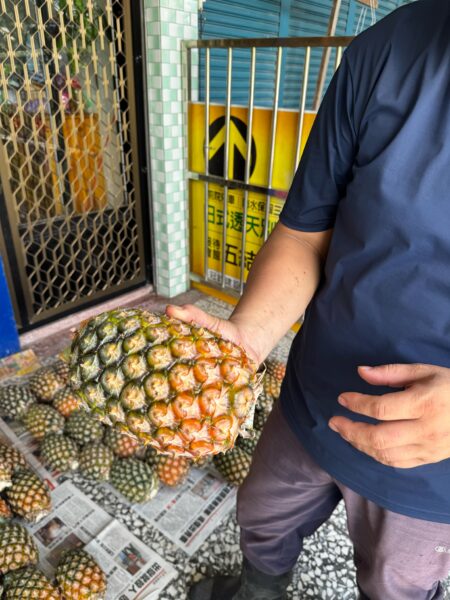 二湖鳳梨農友示範成熟鳳梨挑選重點,果實底部約三分之一轉為紅黃色,代表成熟度高、甜度佳;二湖鳳梨平均甜度達14度以上,果肉細緻多汁,現正進入最佳賞味期。圖/寶朕甜提供