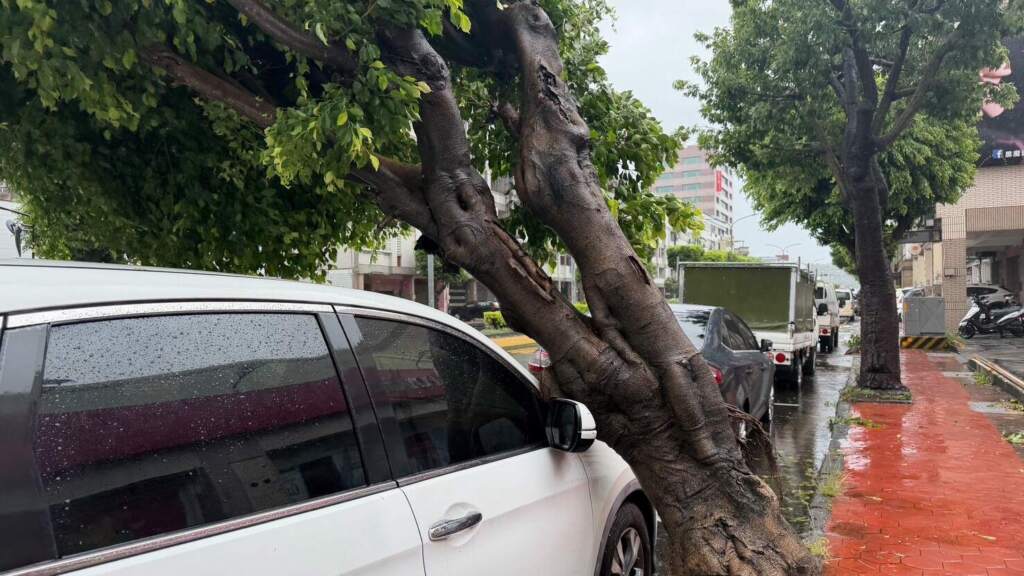 ▲巴威颱風持續侵襲台灣，強風豪雨陸續造成彰化地區傳出零星災情，泰和派出所上午接獲通報，彰化市建國北路183號前有路樹疑因強風吹襲傾倒，壓到停放於停車格內的一輛白色休旅車。（圖／記者林明佑翻攝）