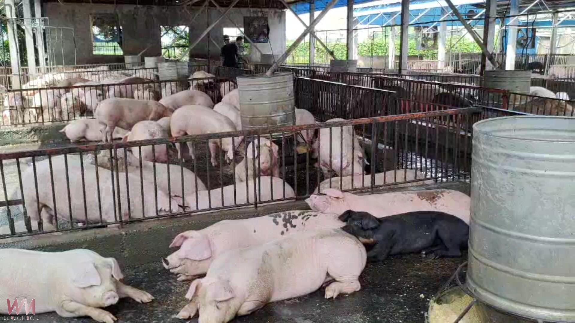 國產豬不足　中元節前肉品市場7/15增休市一天 - https://www.watchmedia01.com