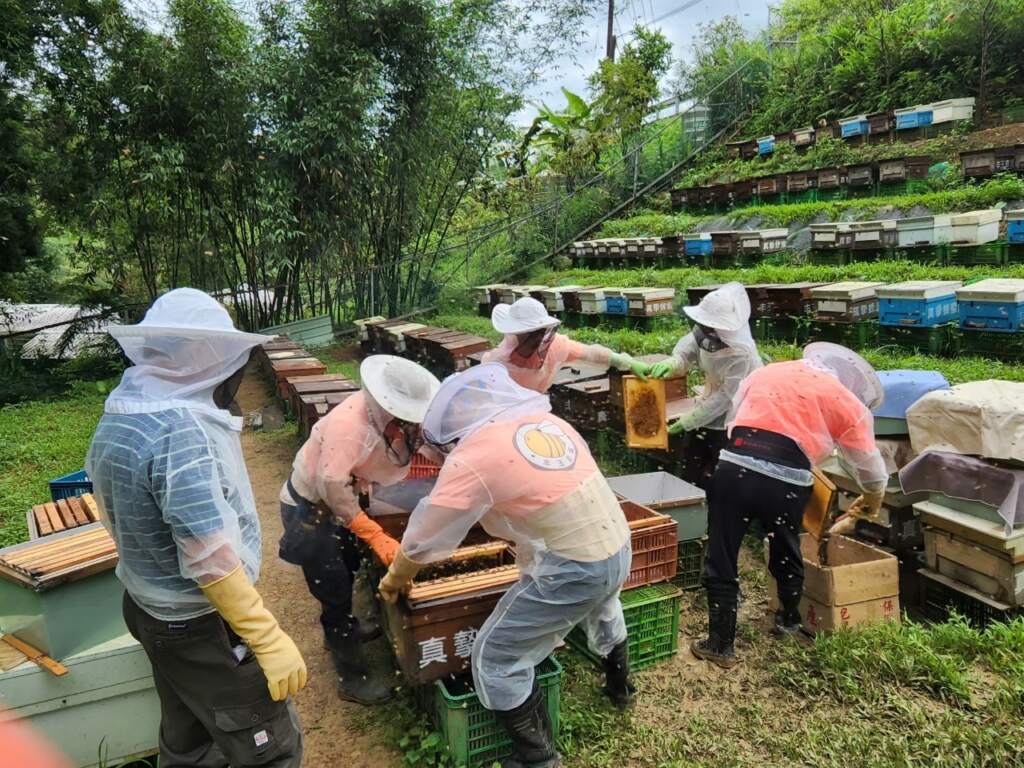 ▲紫東社區養蜂產蜜注重自然環境的維護,農作物不使用化學肥料與農藥,以避免毒害蜜蜂神經系統,也不使用除草劑,讓蜜蜂有充足的蜜源。