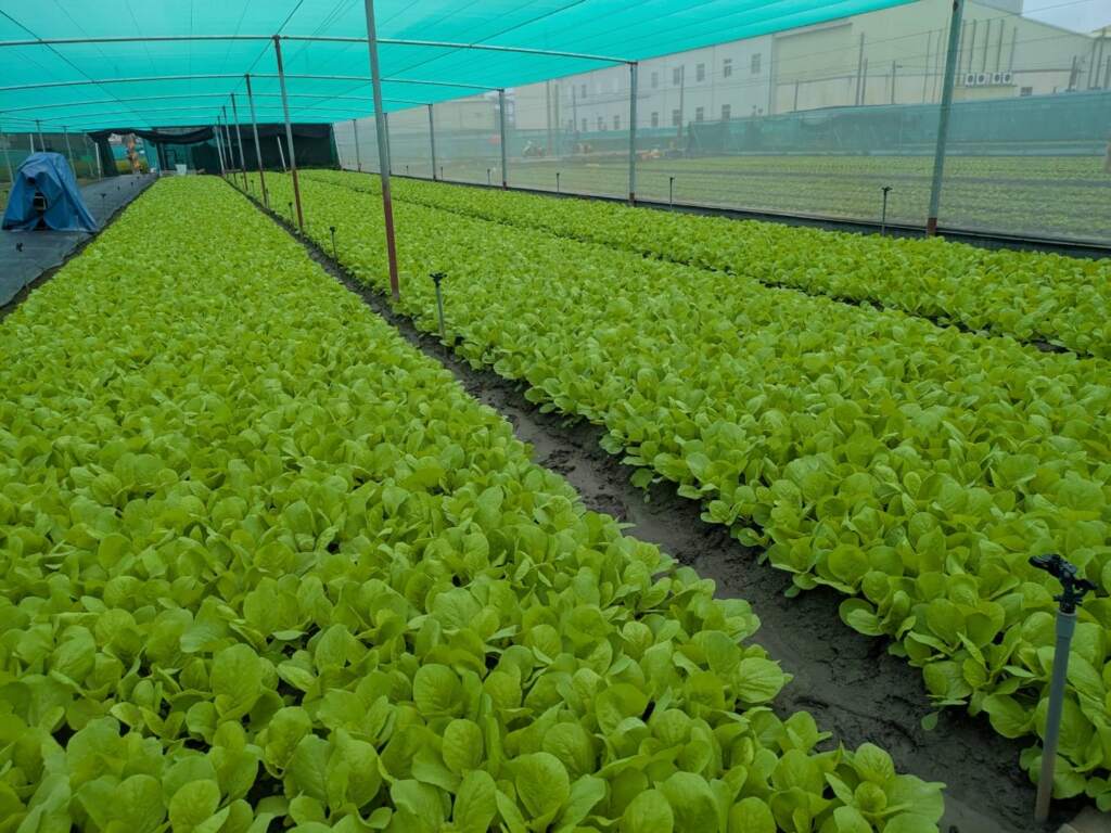 ▲巴威颱風逐漸遠離，蔬菜產區影響輕微，供應充裕，請消費者放心。（圖／農糧署提供）