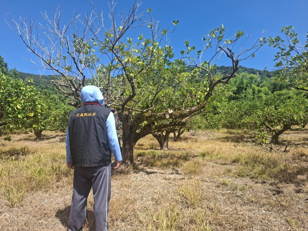 農業部公告光復文旦柚現金救助 徐榛蔚提醒7/24受理截止 246 農業部公告光復文旦柚現金救助 徐榛蔚提醒7/24受理截止 245