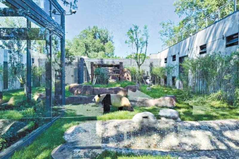 北京動物園打造全新熊貓館 四大主題展區還原野外棲地