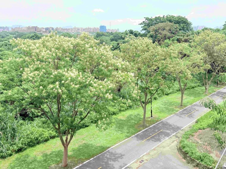 土城河濱光蠟樹廊道成獨角仙秘境 暑假親子追「仙」趣 46 《圖說》土城河濱光蠟樹綠意成蔭+展現河濱生態風貌。〈高灘處提供〉