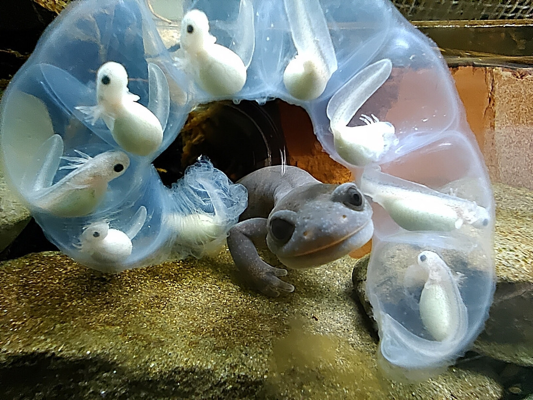 阿里山山椒魚護卵行為/攝影印莉敏。（玉管處提供）