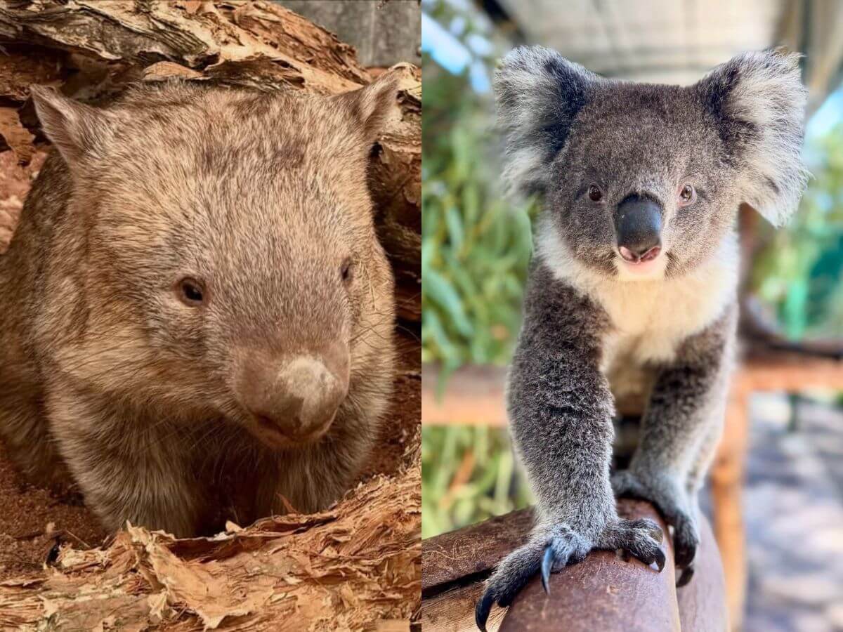 澳洲景點推薦 2026|買門票就送無尾熊合照!在地人必去高CP值動物園,餵袋鼠、摸袋熊一次完成