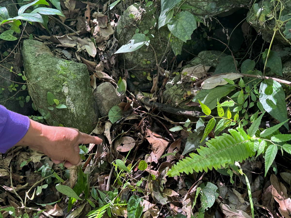 現場清除獵具。(圖/南投分署提供)