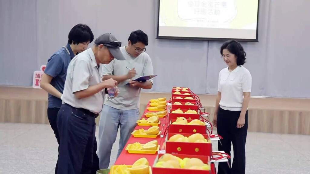 ▲彰化縣埔心鄉農會今日舉辦115年優質金蜜芒果果品評鑑,共吸引30組農民參賽,由專家依果形、色澤、外觀、果肉特性、風味、重量及糖度等項目評分,選出年度優質果品。(圖/記者林明佑翻攝)