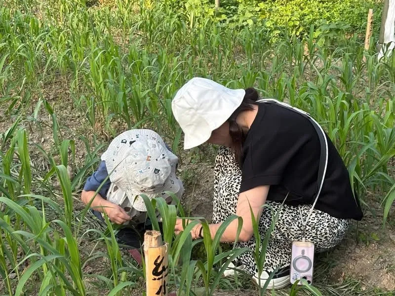 《Lita da!回音計畫》節目分享高雄「瑪星哈蘭部落」復育小米的故事,圖為小米田農作體驗。