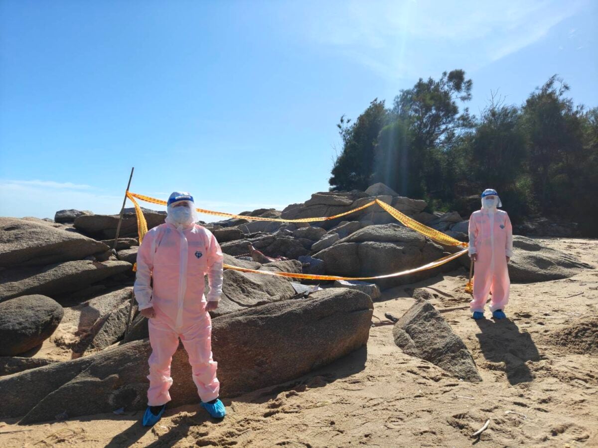 ▲在金湖新頭岸際發現死亡豬屍