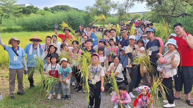 盛夏金黃稻浪現身 新北濕地8/1割稻趣 21 《圖說》城市割稻體驗。〈高灘處提供〉
