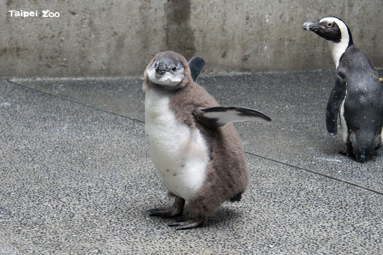 黑腳企鵝寶寶潮來了！　臺北市立動物園「企鵝幼兒園」萌翻暑假