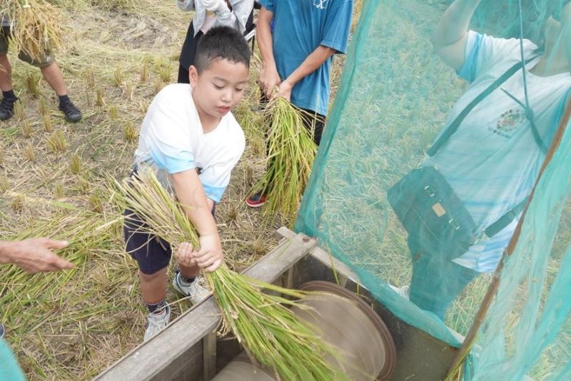 雙溪金黃稻浪迎秋收 300人下田割稻體驗農村豐年樂 52 《圖說》透過實際走入田間、親手參與農事,讓民眾更加珍惜糧食、體會農民辛勞。〈農業局提供〉