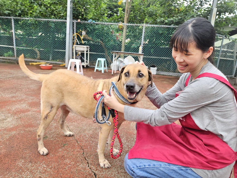 網路招親 為米克斯犬尋找有緣人新北動保處送大禮包 211 cnews204250720a15