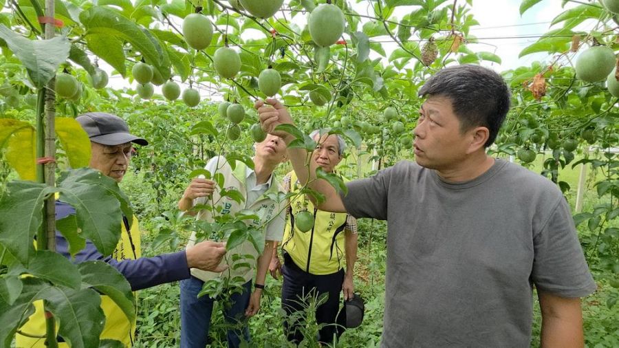 乾旱高溫後又多雨 埔里百香果一期產量暴減4成