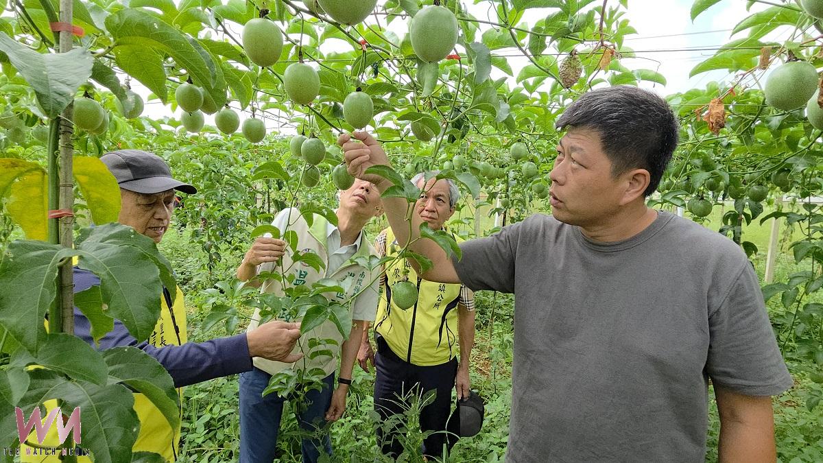 氣候乾旱影響! 南投埔里百香果一期產量暴減4成 - https://www.watchmedia01.com