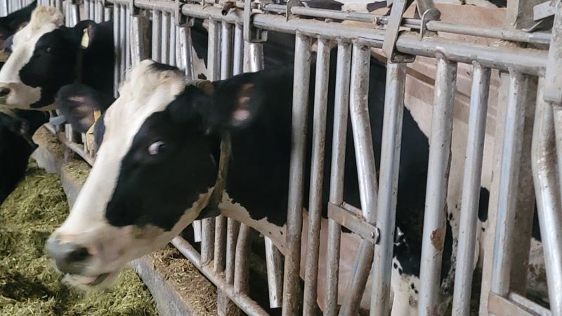 因應紐乳零關稅衝擊 新北啟動「牛力護航計畫」迎戰進口競爭 61 《圖說》高科技養牛,「發情偵測智慧項圈」。〈動保處提供〉