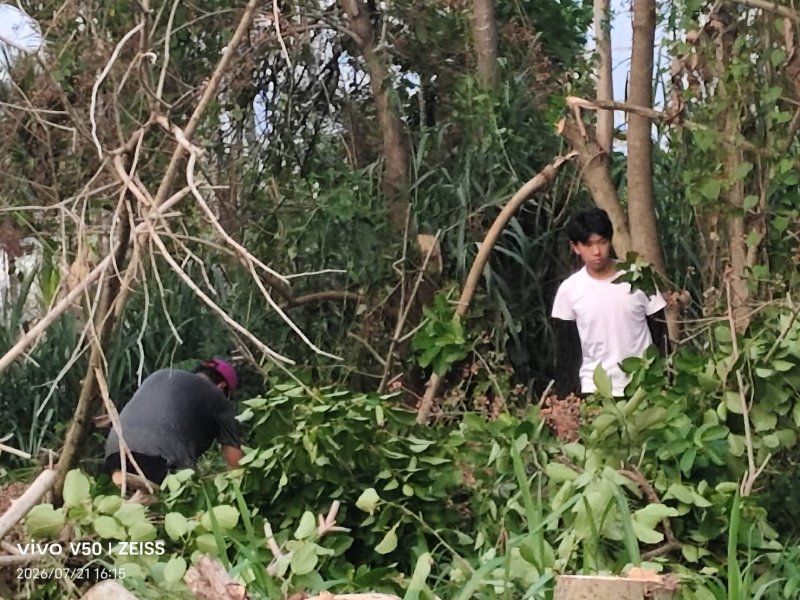 鹽埔鄉高工畢業生 暑假打工在自家田