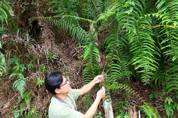 百年芒萁編織重現日月潭 體驗TRACE文化生態新旅行