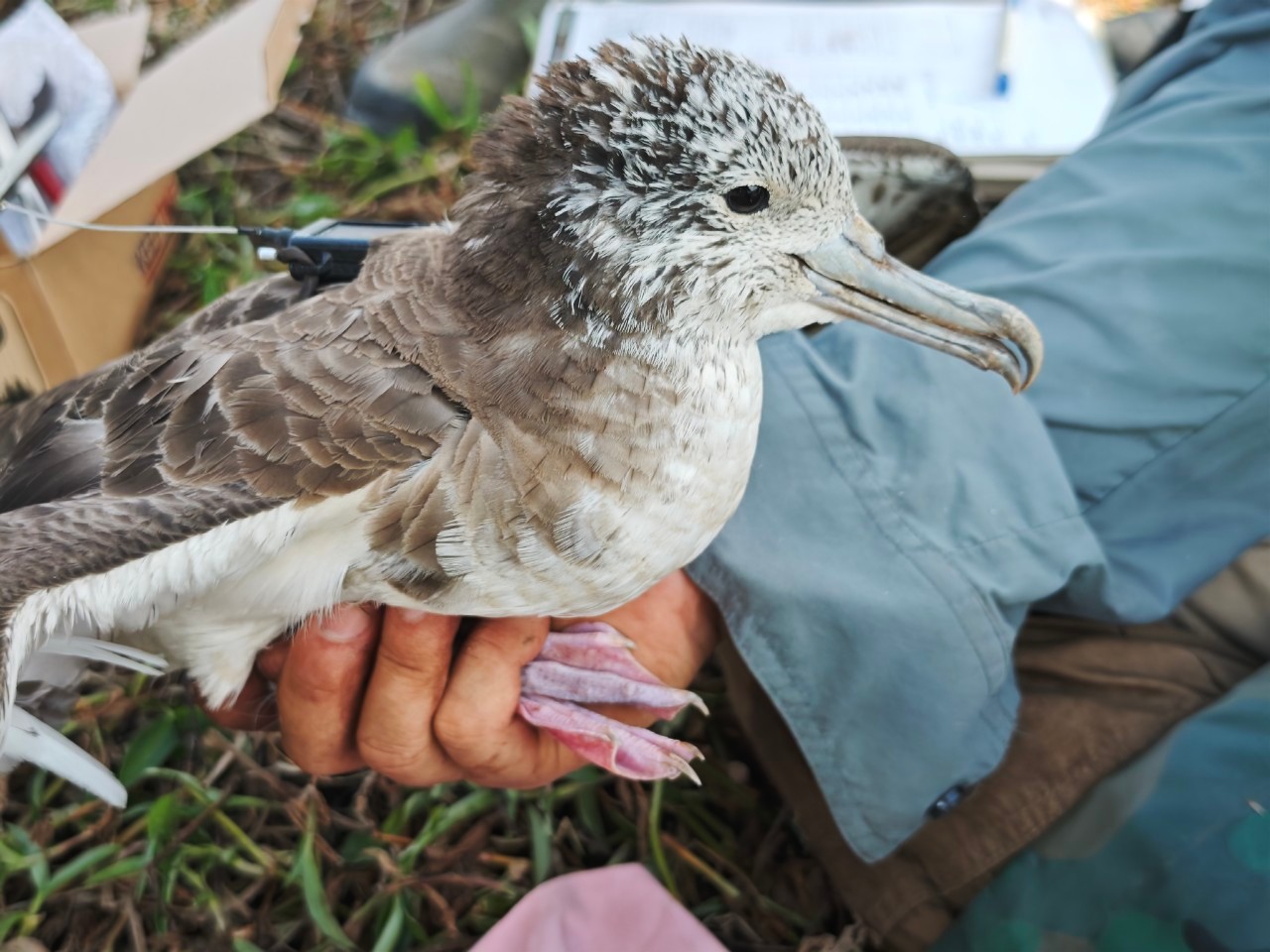 沃旭再奪獎!離岸風電守護海洋生態獲肯定 - https://www.watchmedia01.com