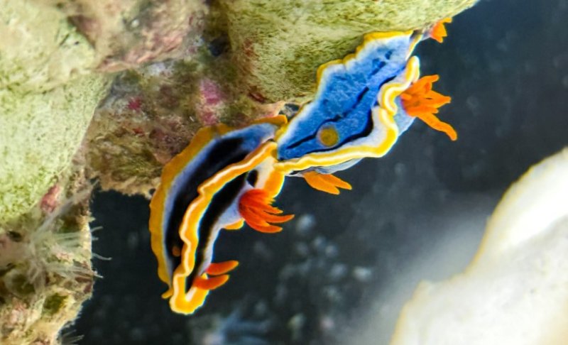 屏東海生館驚見外星生物?!暑假限定「海底珠寶」海蛞蝓繽紛亮相