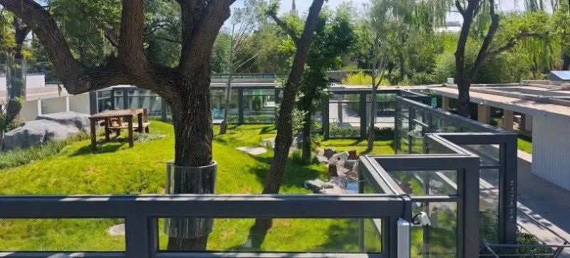 北京動物園大熊貓新館啟用 五隻大熊貓入住星級生態新家